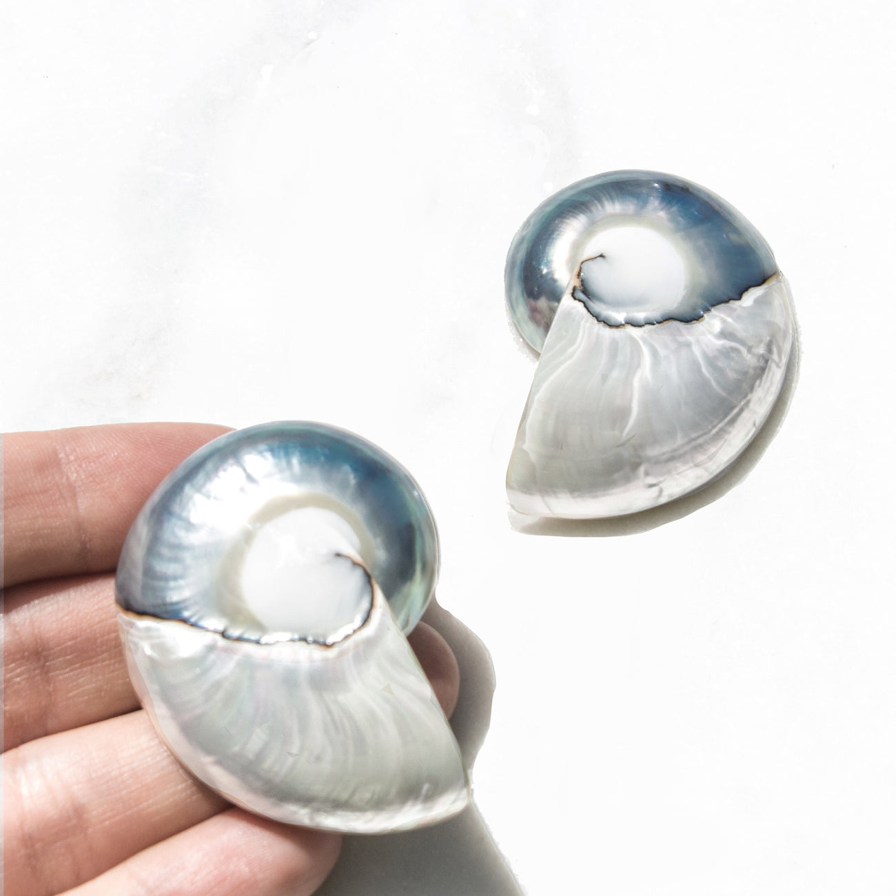 Large Nautilus Shell Earrings