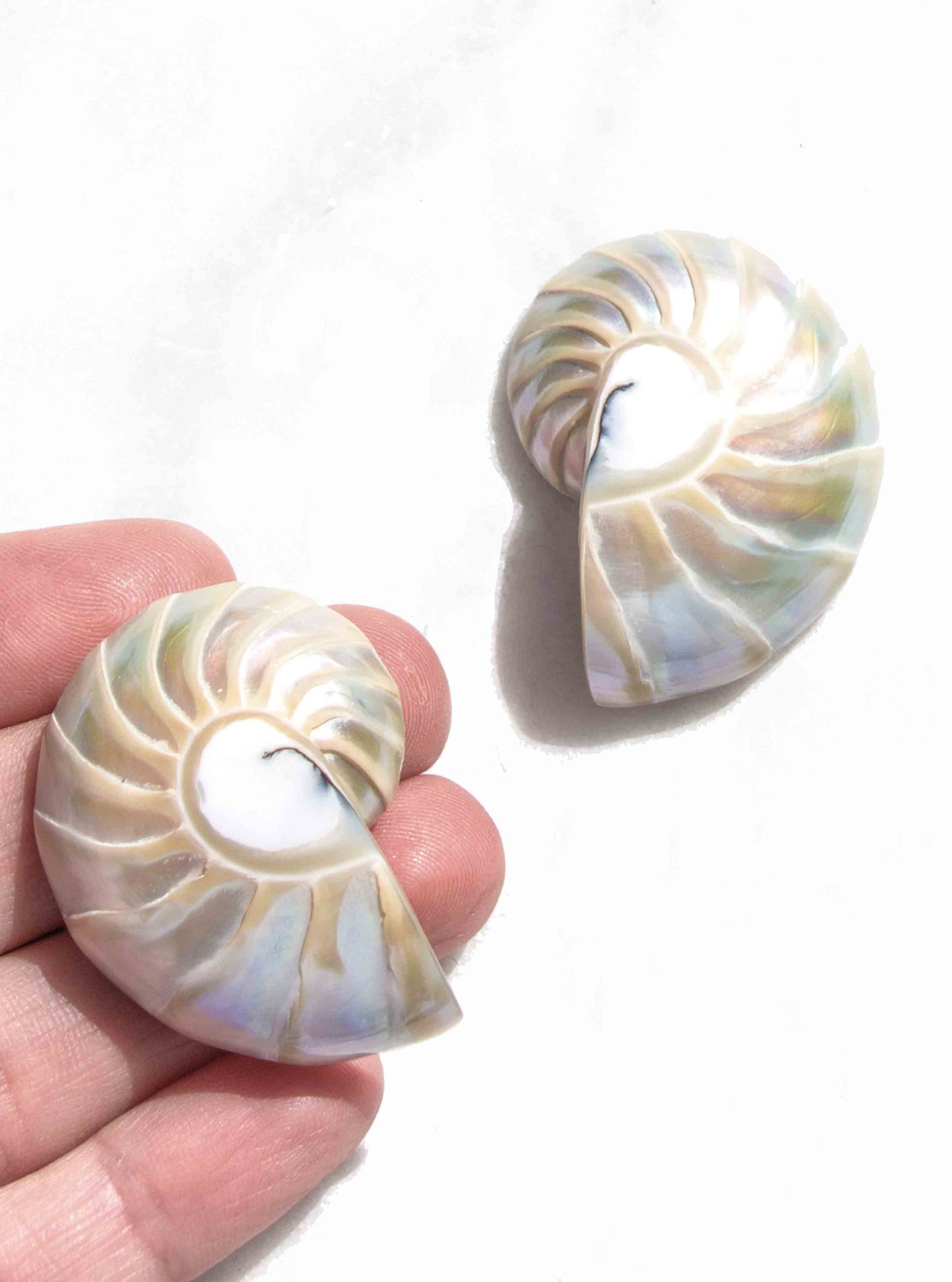 Large Pearl Nautilus Shell Earrings with gold and cream lustre, held in hand on a white background | Lily Frank Jewelry