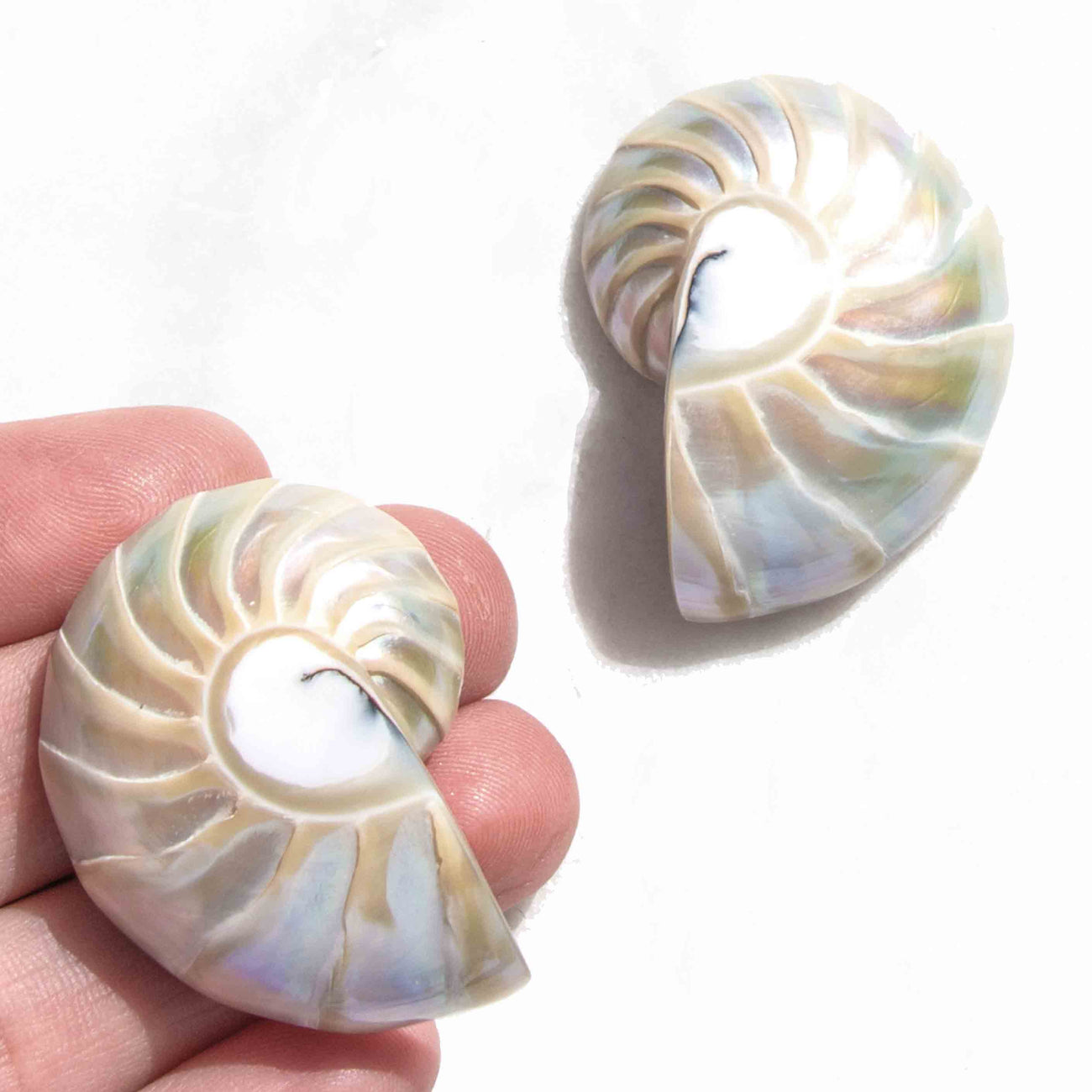 Large Rainbow Nautilus Shell Earrings