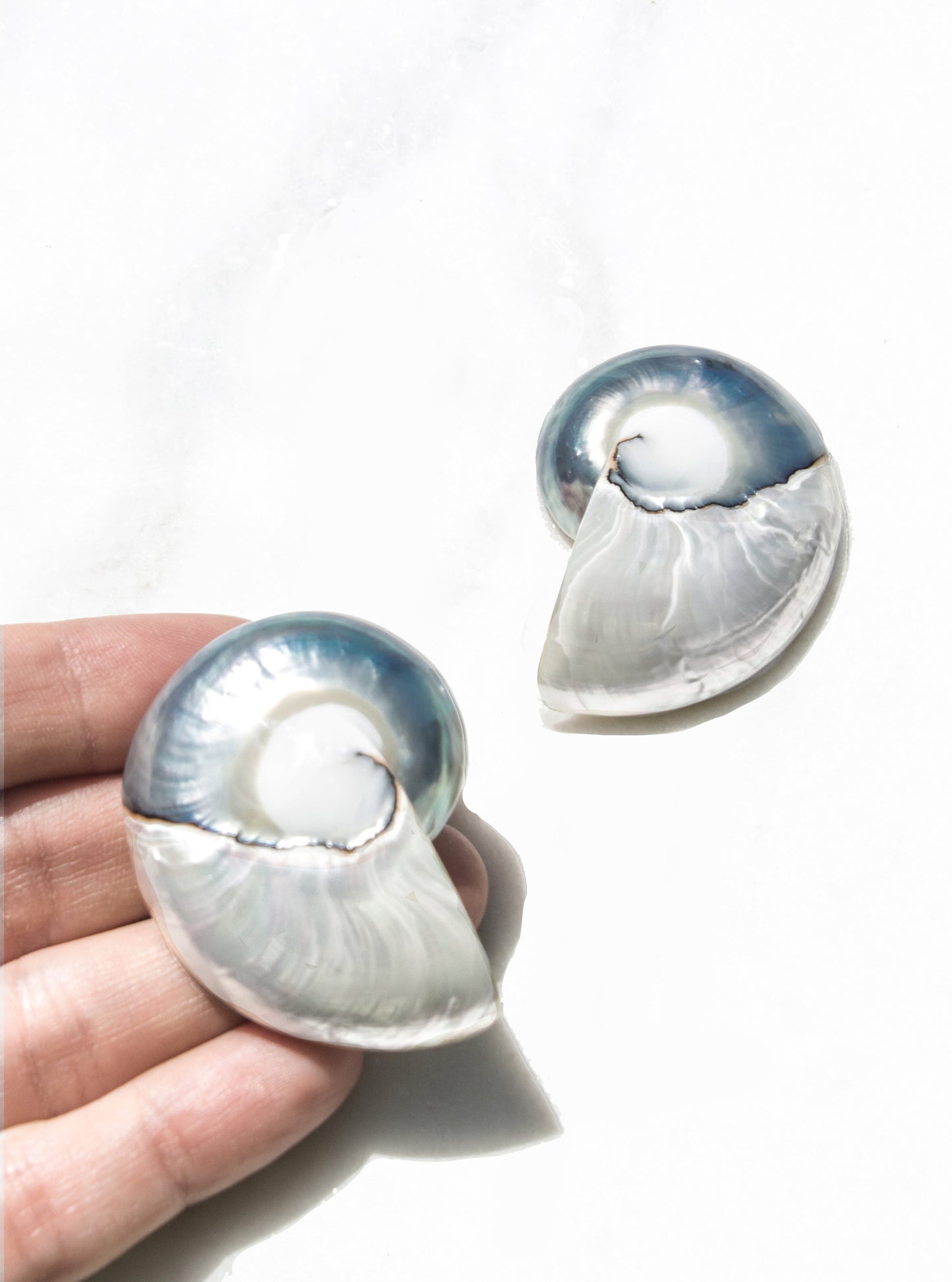 A pair of large two toned nautilus shell earrings held by a hand on a white background | Lily Frank Jewelry