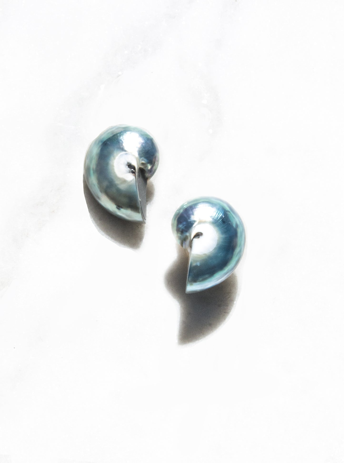 mini blue nautilus shell earrings with precious metal posts against a white background — Lily Frank Jewelry