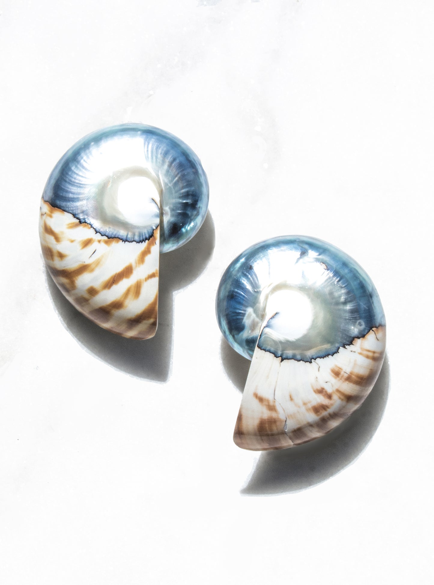 Oversized banded nautilus shell drop earrings with cream stripes and iridescent blue — Lily Frank Jewelry