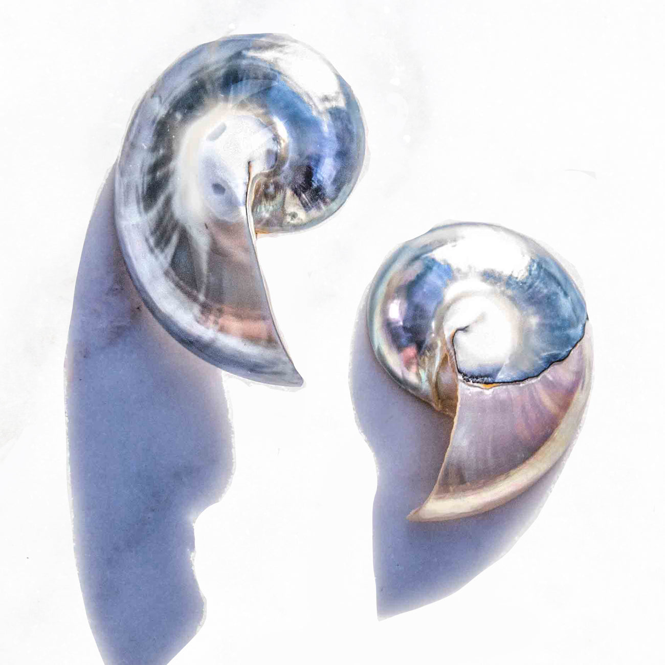 Small Nautilus Shell Earrings