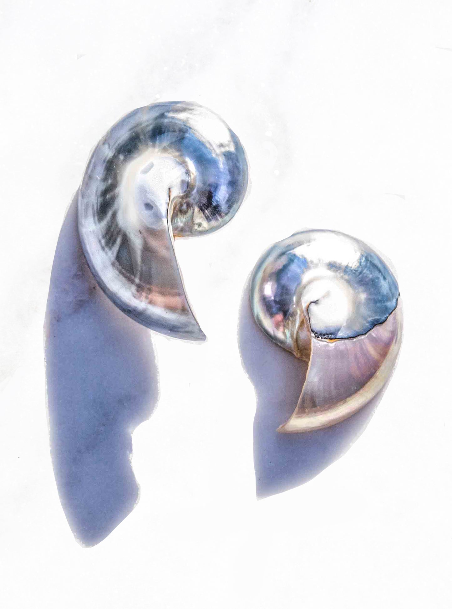 Iridescent nautilus shell drop earrings in blue-gray and cream tones — Lily Frank Jewelry