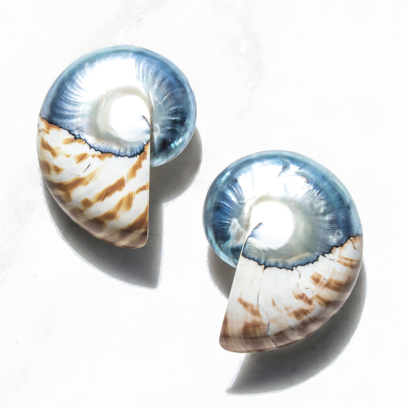 Oversized Nautilus Shell Earrings