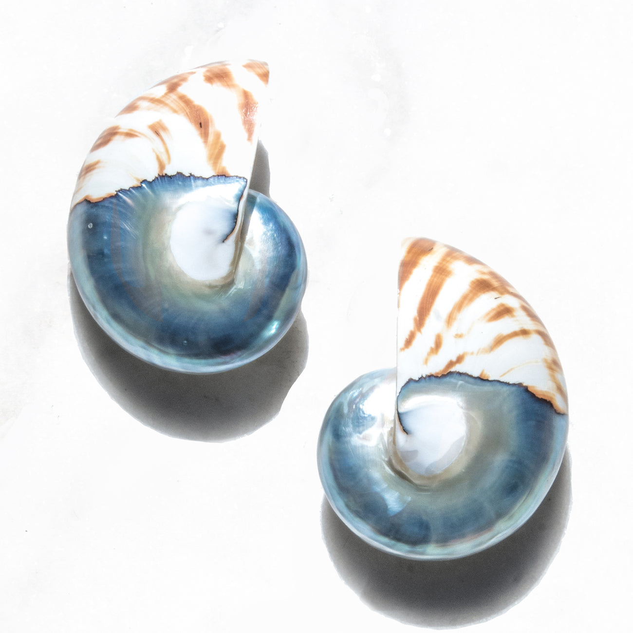 
                      
                        Oversized Nautilus Shell Earrings
                      
                    