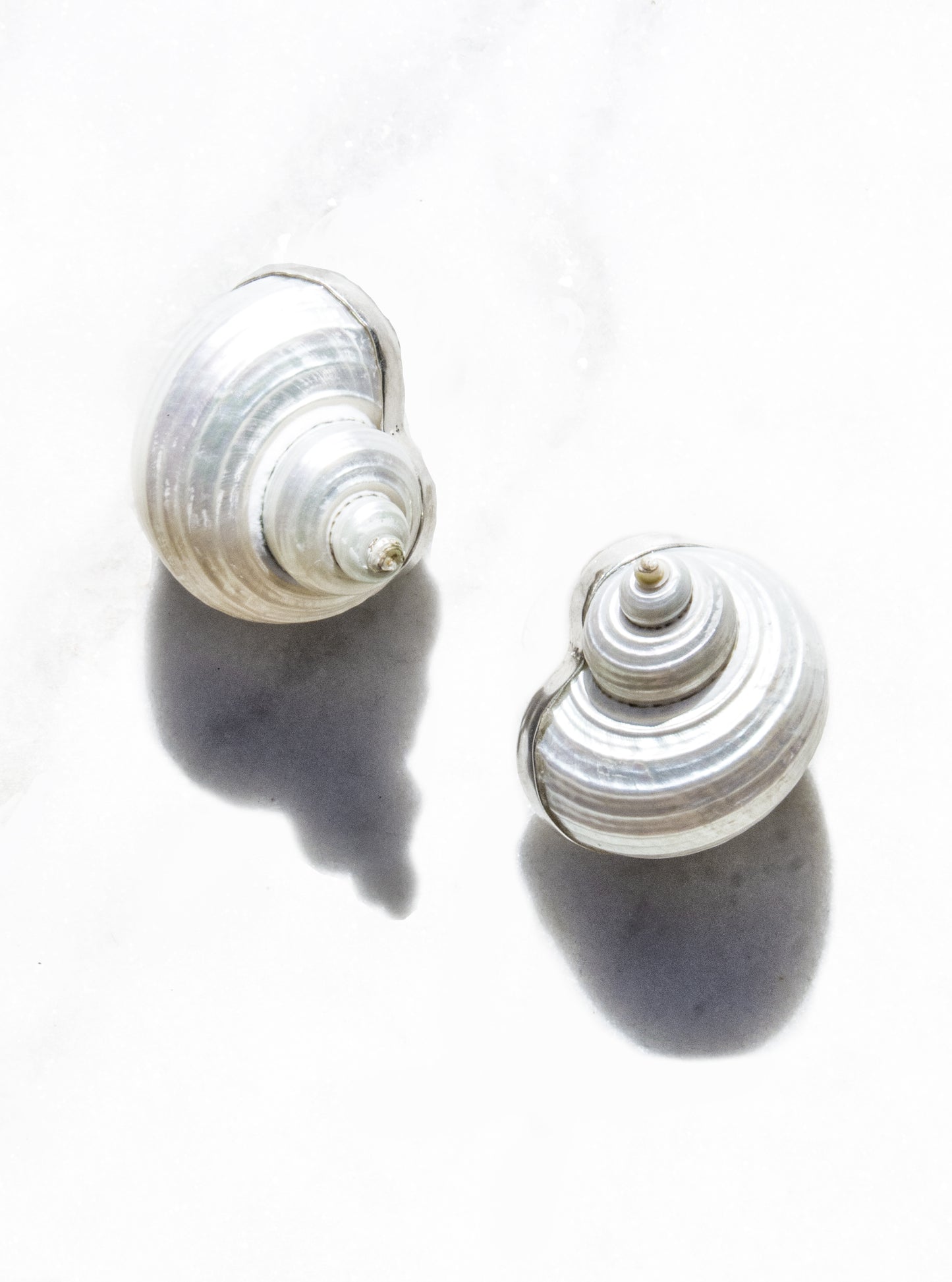 Betsy Shell Earrings