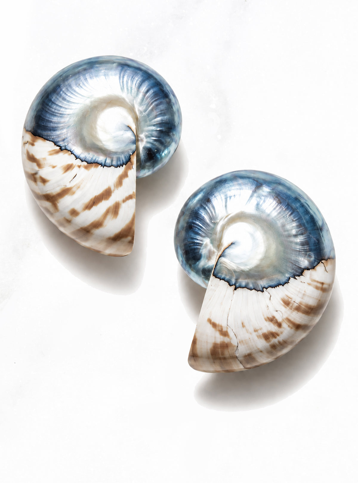 Oversized Banded Nautilus Shell Earrings with blue iridescent spirals and brown-striped ivory shells on white | Lily Frank Jewelry