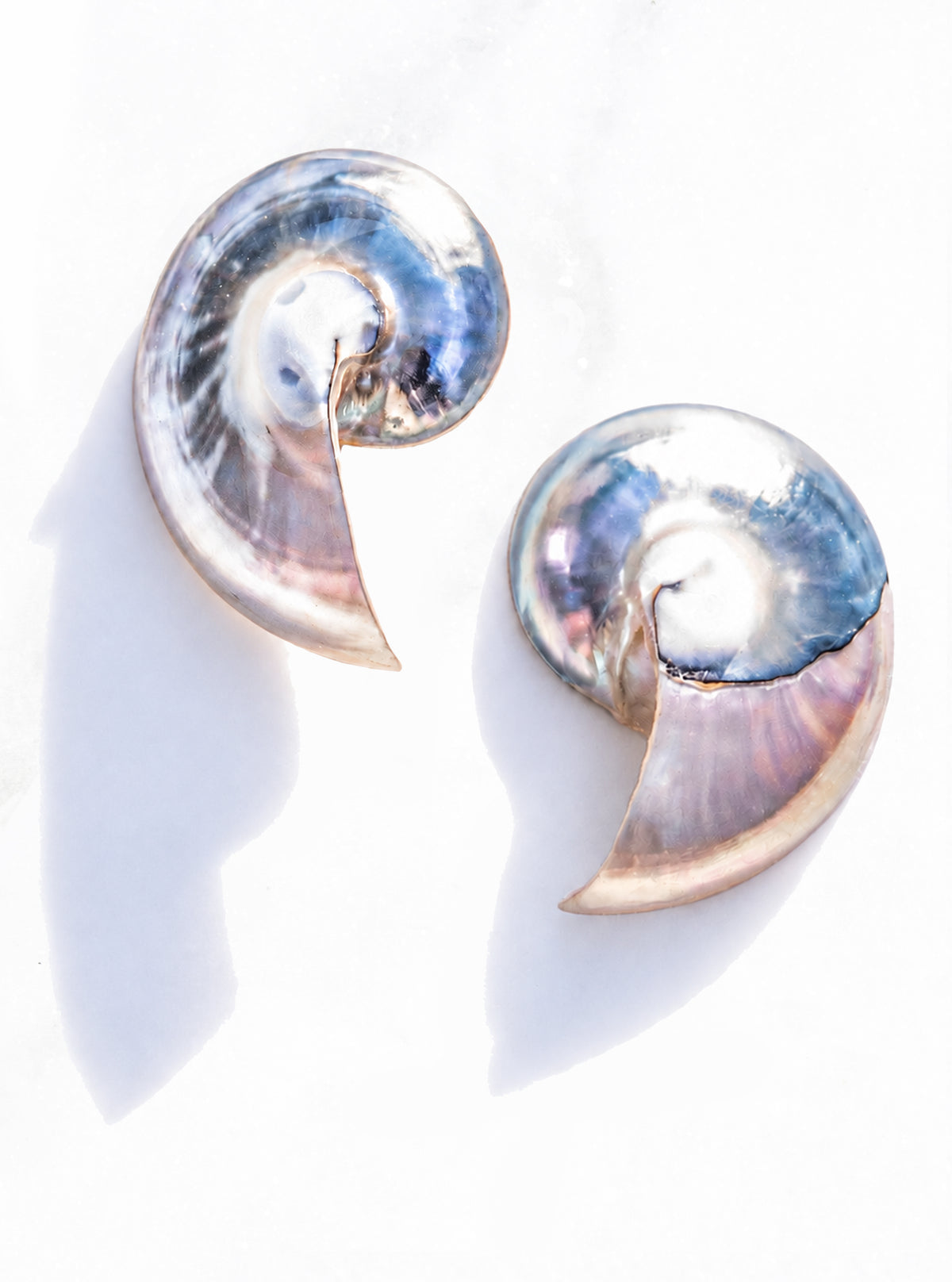 Pair of Small Two Toned Nautilus Shell Earrings with iridescent blue and pink spirals on a white background | Lily Frank Jewelry